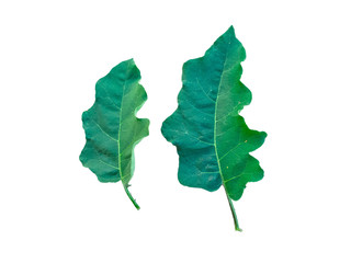 Leaves of eggplant with dark green on a white background