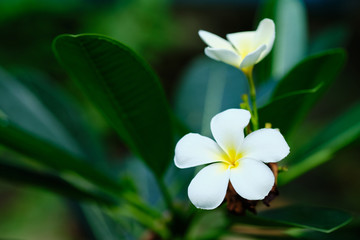 Frangipani White Tropical Aroma Flower Tree. Plumeria Yellow Blossom for Relax Zen Therapy Resort at Sri Lanka or Thai. Summer Beautiful Petal on Green Leaf. Exotic Floral Bloom Scent