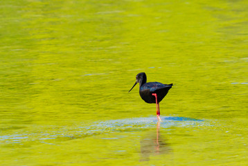 Black Stilt