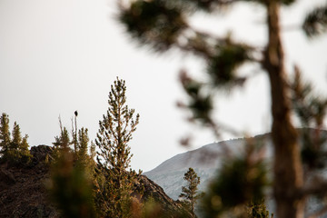 Bald eagle perched on branch