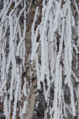 winter wonderland