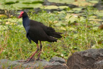 Purple swamphen standing on rock