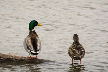 Mallard ducks enjoying a nice evening on a lake.