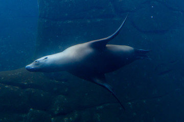 Fototapeta premium Sea lion swimming in an aquarium