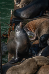 Sealions sunning themselves on the bay in Newport Oregon