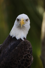 Fototapeta premium The American Bald Eagle