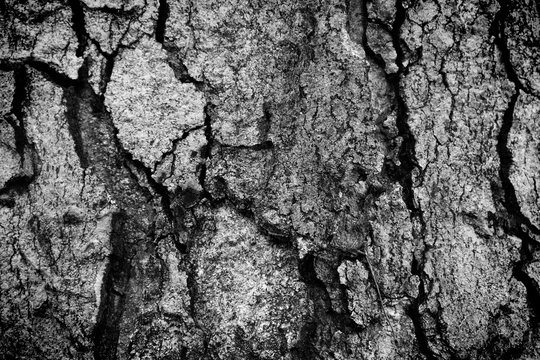 wood bark texture black and white photo