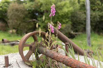 Pink foxgloves flowering by a rusty iron wheel and shaft; relics of the abandoned Ruatapu timber...