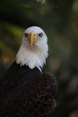 American Bald Eagle