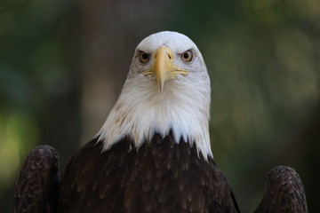 American Bald Eagle