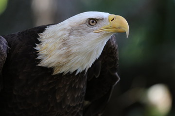 American Bald Eagle