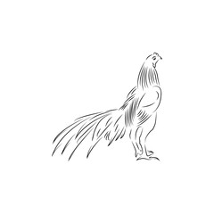 rooster line art  design template