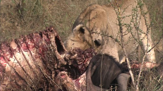 A young adolescent Lion (Panthera leo) eating, biting, chewing at a Wildebeest, Gnu carcass, fresh kill, in the African bushveld, dry winter grass. Lion Behaviour, South Africa 