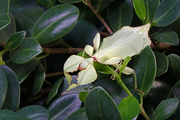 Leaf insect (Phyllium westwoodii) Green leaf insect or Walking leaves are camouflaged to take on the appearance of leaves, rare and protected. Selective focus, blurred autumn background.
