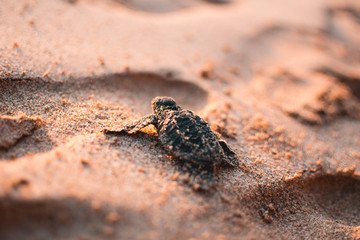 Little turtle on a beach on his way to the ocean