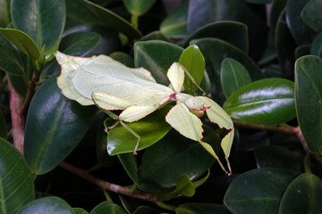 Leaf insect (Phyllium westwoodii) Green leaf insect or Walking leaves are camouflaged to take on the appearance of leaves, rare and protected. Selective focus, blurred autumn background.