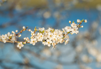 Obraz premium White springtime apple tree blossoms in late afternoon sun.