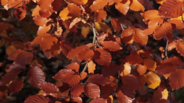 Baslow, Autumn Leaves, Peak District National Park, Derbyshire, England, UK 