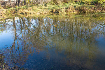 Tree in water