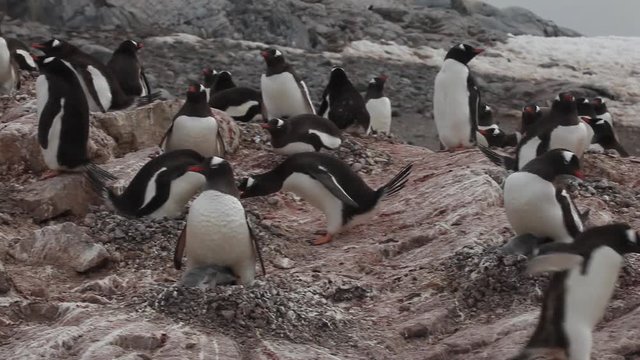 Gentoo penguin (Pygoscelis papua) adult feeds chicks, Antarctica