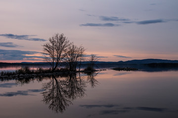 reflected trees