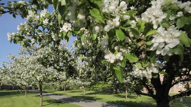 Edensor Village Church & Blossom, Chatsworth Estate, Derbyshire, England, UK, Europe