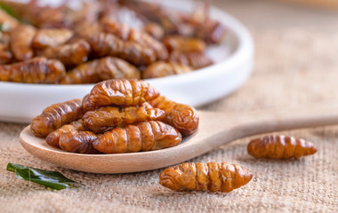 Worm insects or Chrysalis Silkworm in a wooden spoon on sackcloth. The concept of protein food sources from insects. It is a good source of protein, vitamin, and fiber.