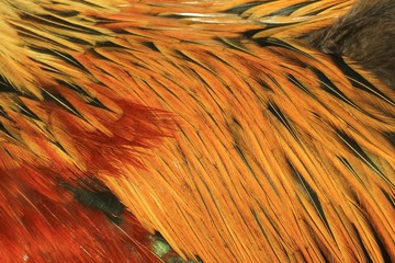 Background of chicken feathers in close-up