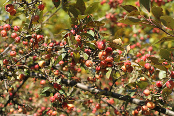 Autumn - Ripe fruits on the paradise apple tree against blue sky