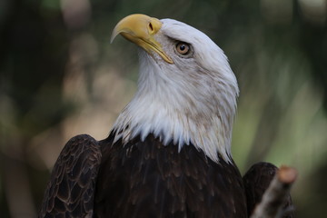 American Bald Eagle