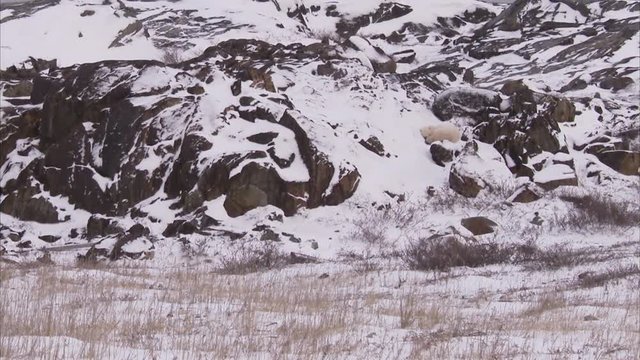Polar bear curled up in snow, Churchill, Manitoba, Canada 