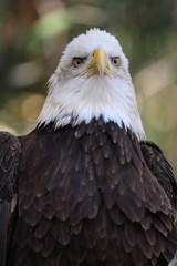 American Bald Eagle