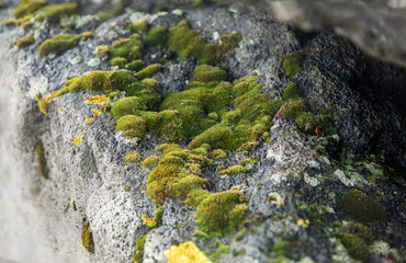 mossy rocks on the shoreline