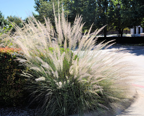 Specimen of Muhlenbergia lindheimeri