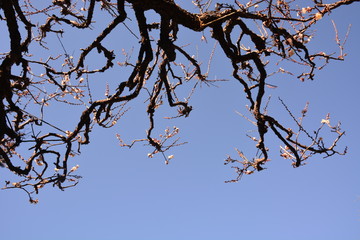 The arrival the Japanese plum blossom season