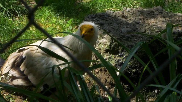 Egyptian vulture drinks and looks around.