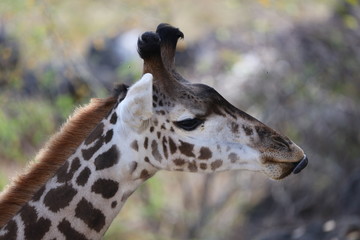 Giraffe