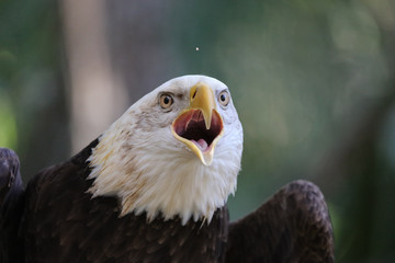 American Bald Eagle