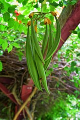 Obraz premium Views from the International Peace Gardens which is a botanical garden located in Jordan Park in Salt Lake City, Utah which was conceived in 1939 and dedicated in 1952. United States.