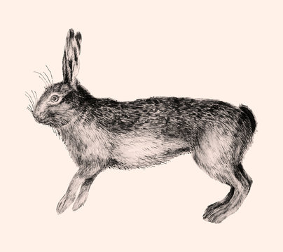 Hare in vintage style
