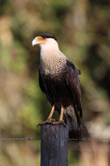 The Crested Caracara