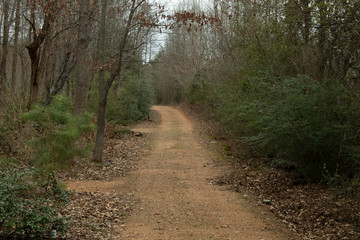 Fototapeta na wymiar dirt path in the forest