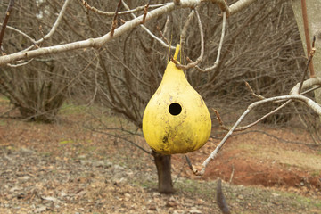 gourd bird house