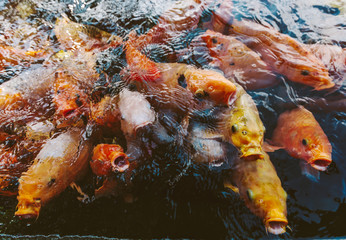 Obraz na płótnie Canvas Hungry beautiful fish in pond