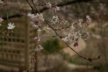 Winter Blossom in the garden