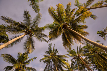 Fototapeta na wymiar Tropical Palm trees in the sky