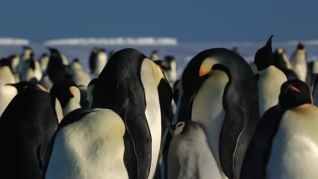 Emperor penguin (Aptenodytes fosteri) pair at colony. Chick begs while adults display 