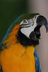 Golden Blue Macaw