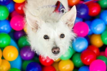 Fototapeta na wymiar Dog in a ball pool