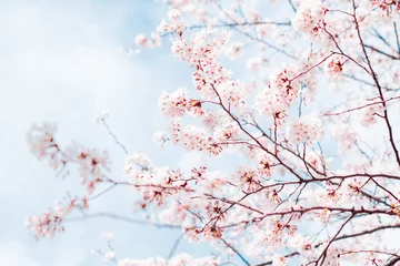 Foto auf Acrylglas Kirschblüte Kirschblüten